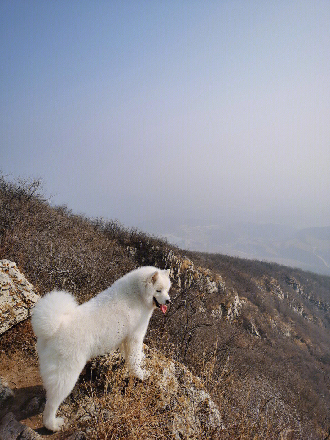 山狗原版图片