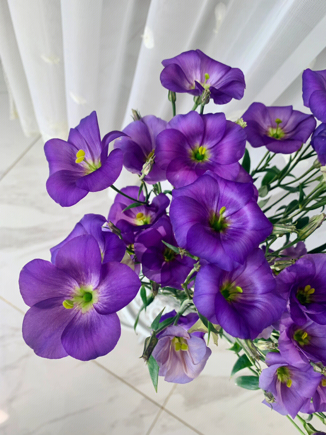 洋桔梗花茉尔紫罗兰短笛单瓣紫