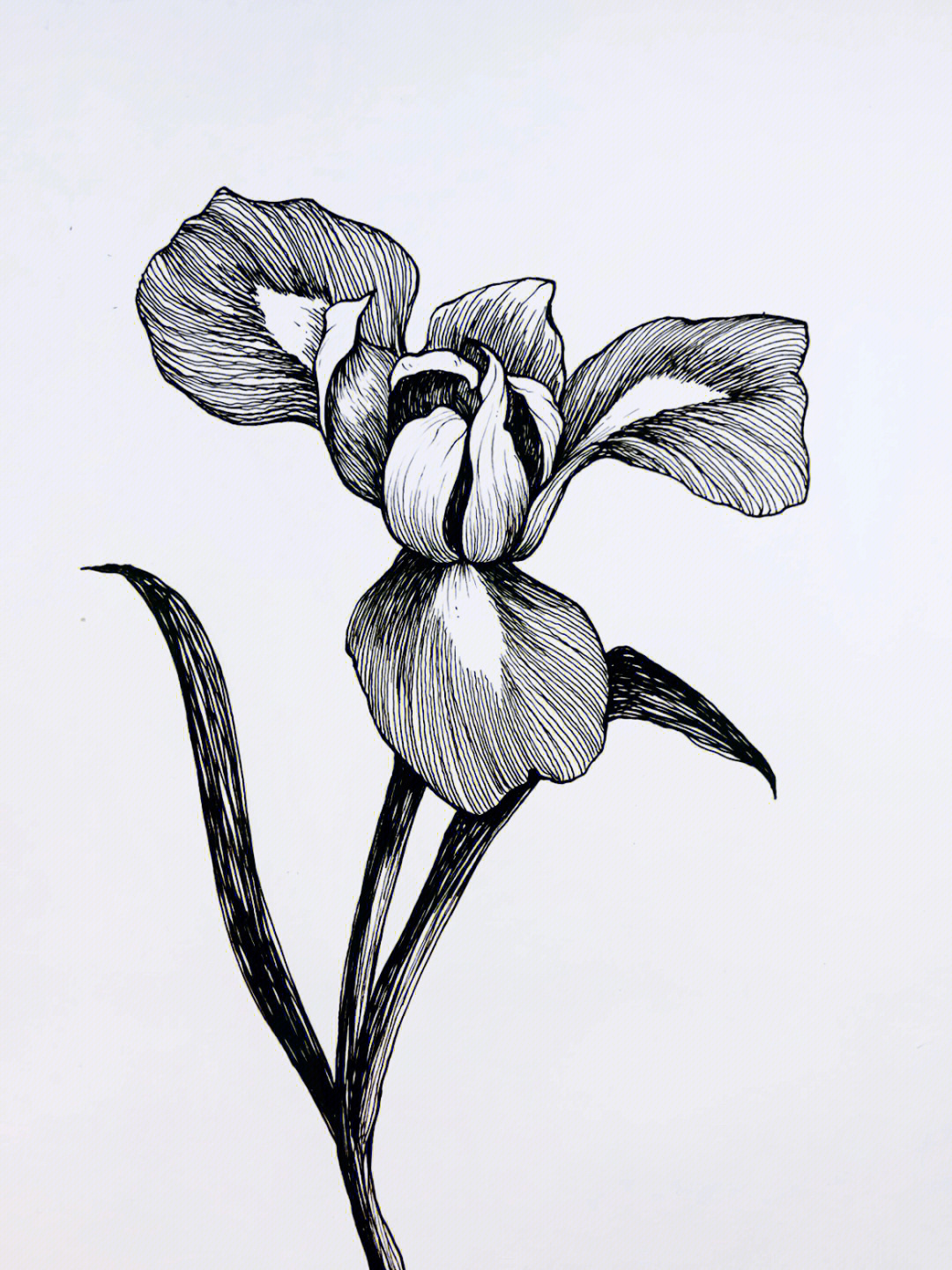 黑白画花朵一张画图片
