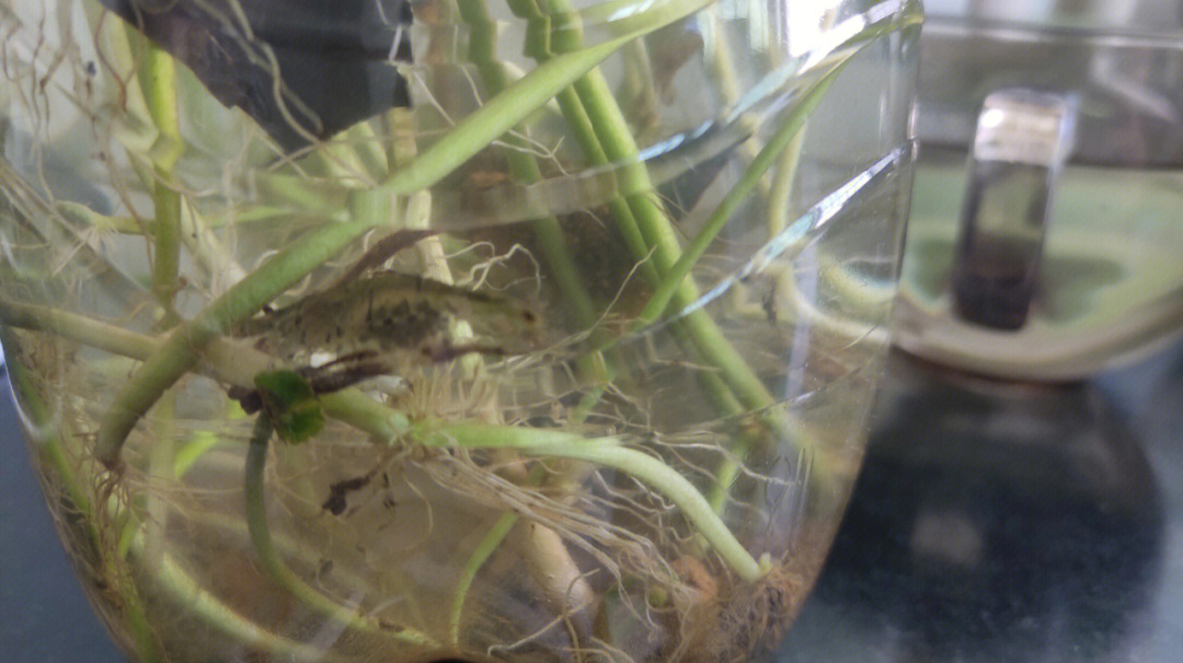 黑壳虾抱卵后多久孵化图片