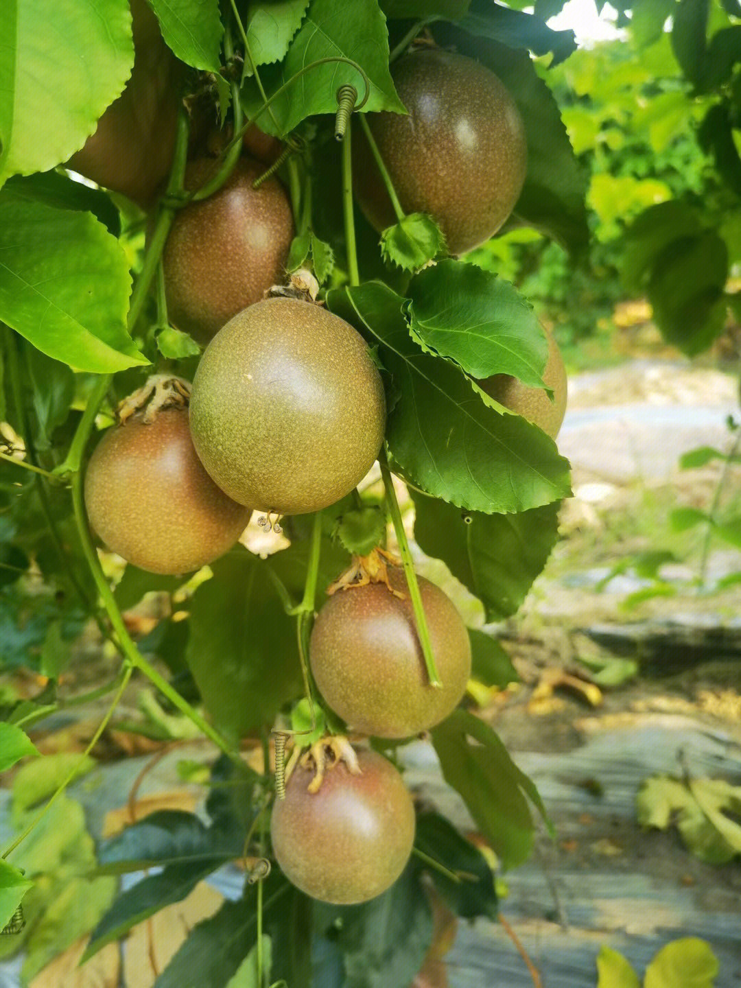 香果树图片和介绍图片