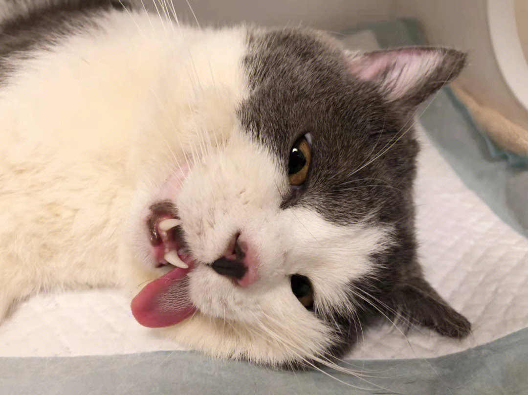 猫咪麻醉吐舌头图片