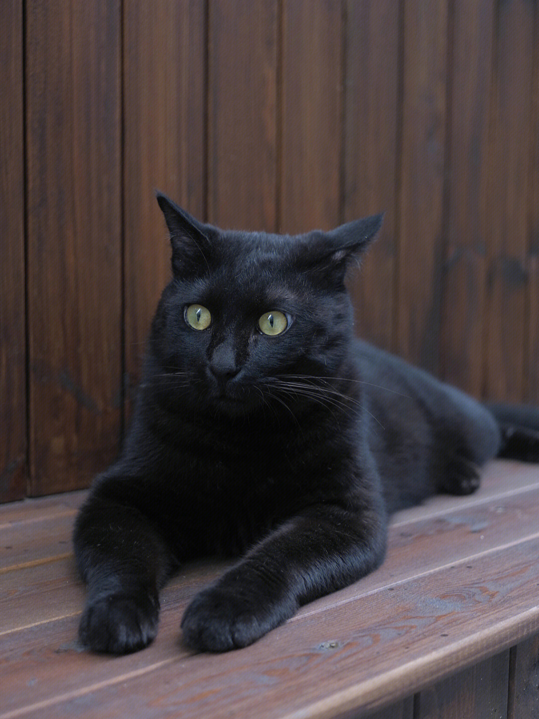 黑毛猫 品种图片