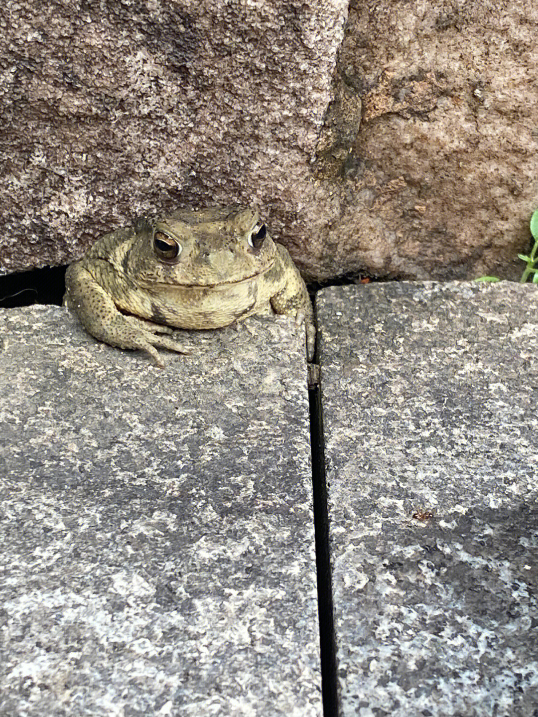 今有巨石压蛙