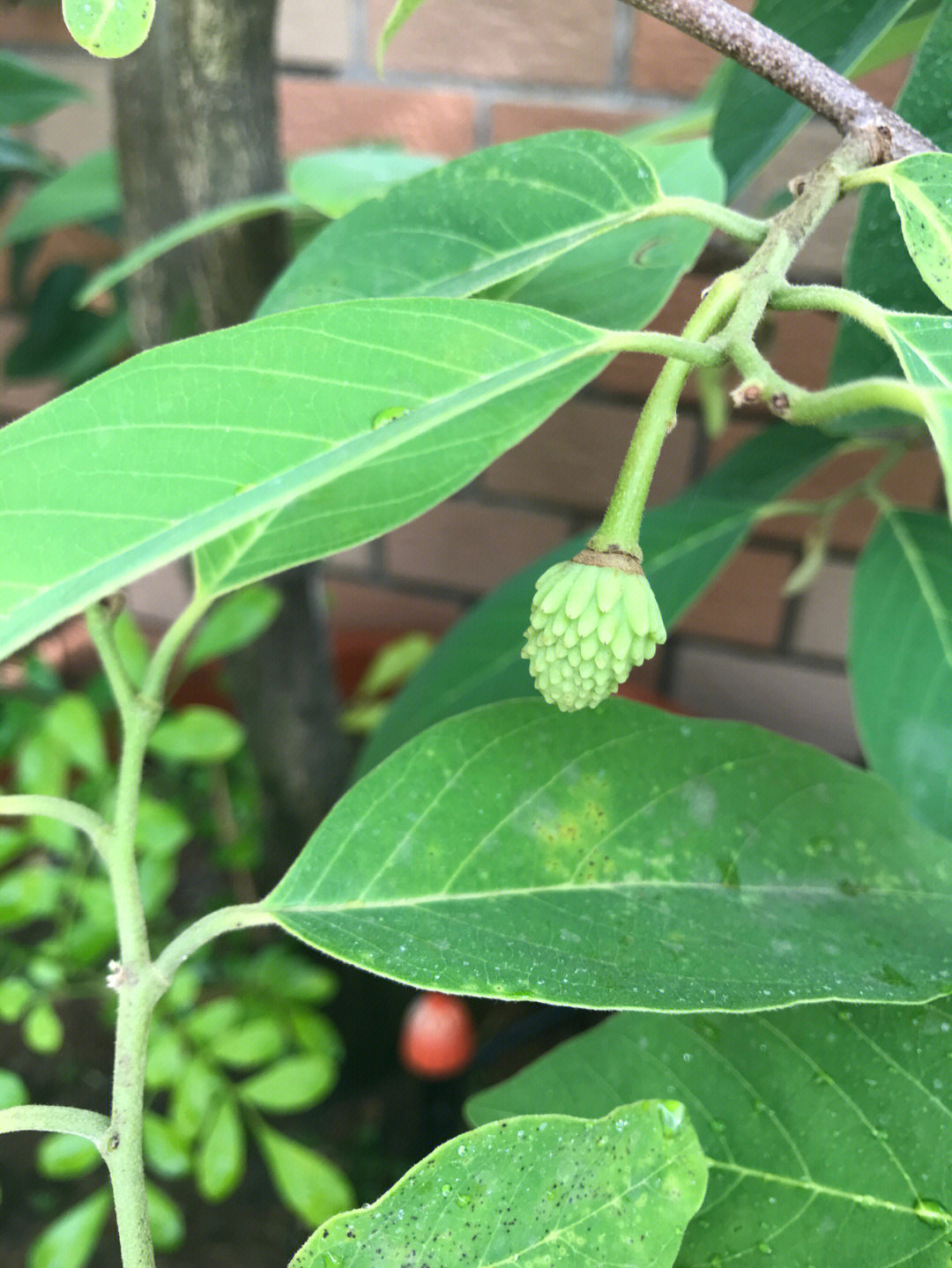 释迦果开花什么样子图片