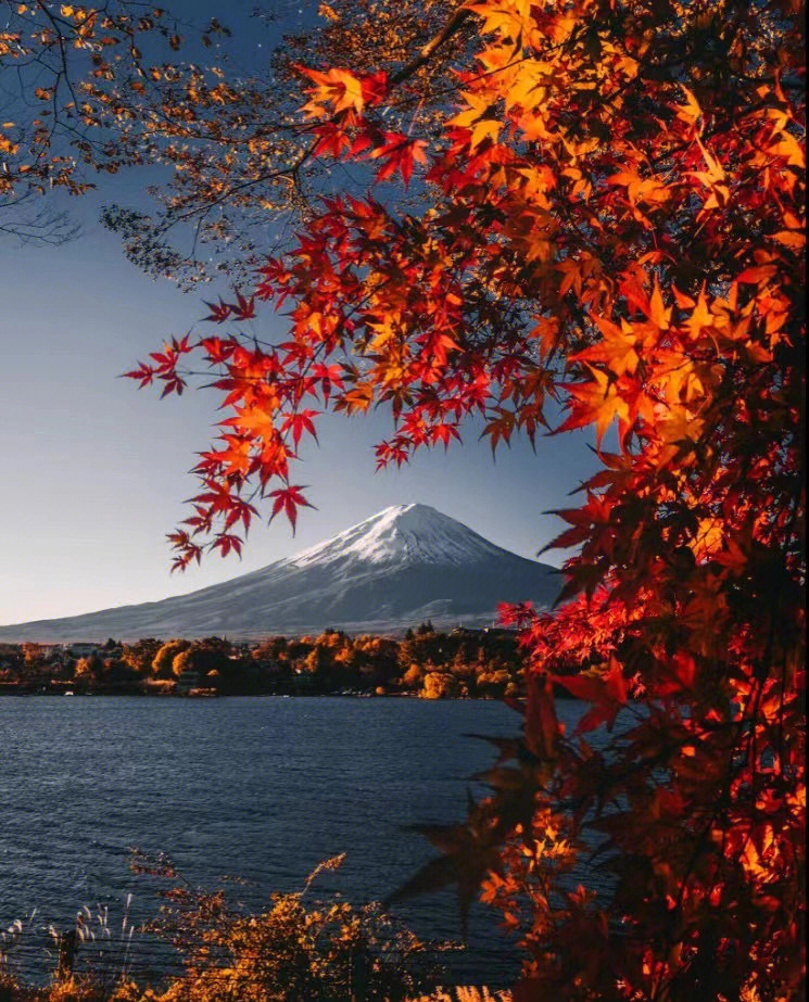 柚子富士山下图片