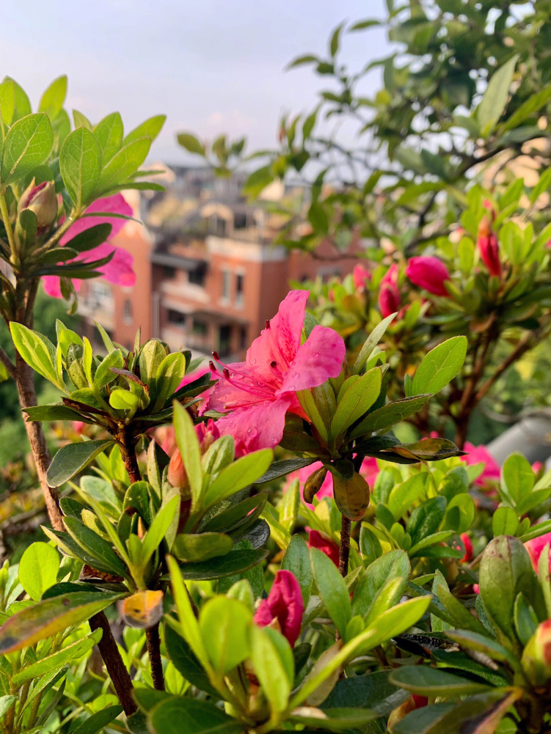 映山红一年开几次花图片