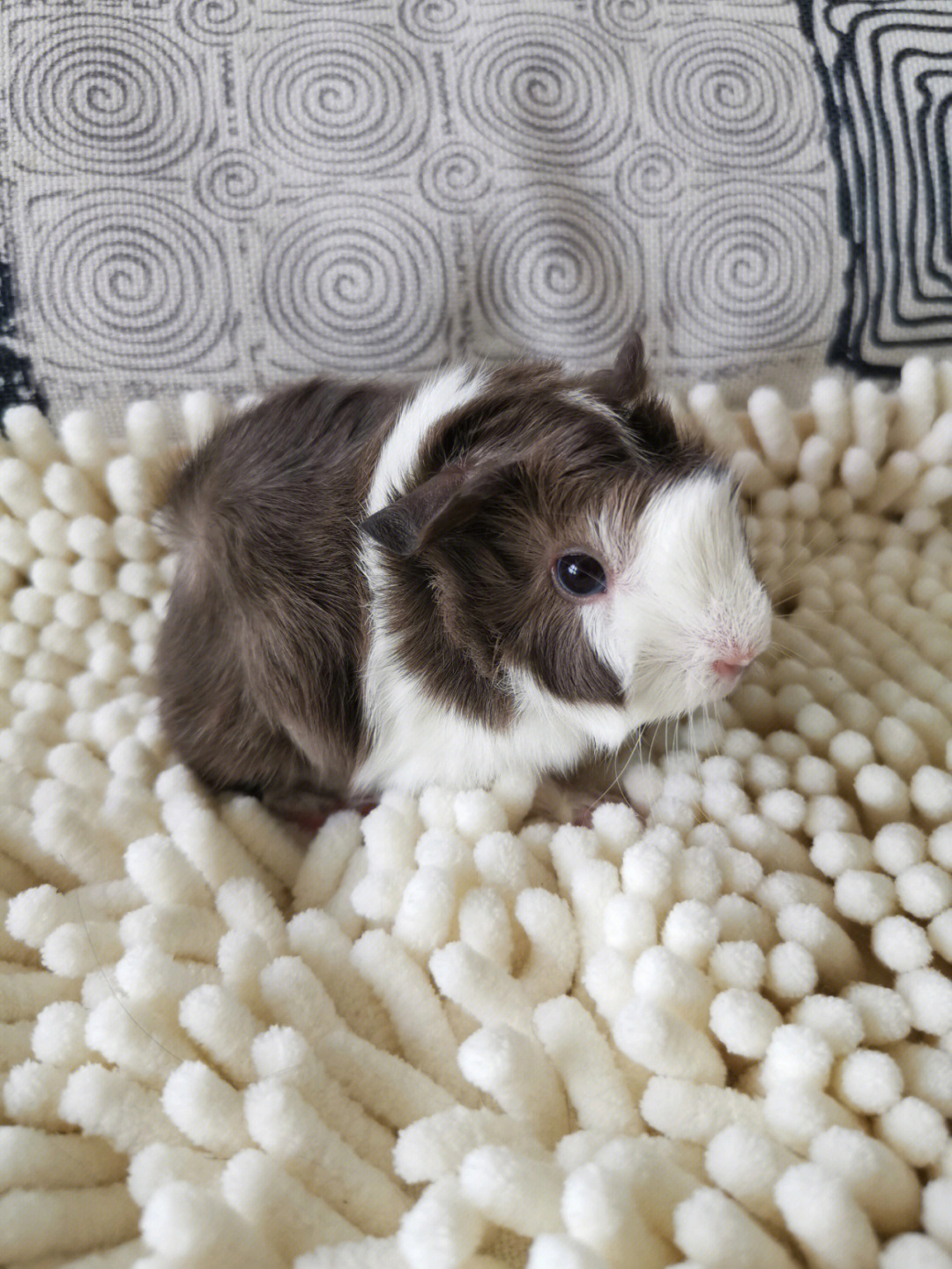 长逆毛品种,8月2日出生#荷兰猪豚鼠天竺鼠