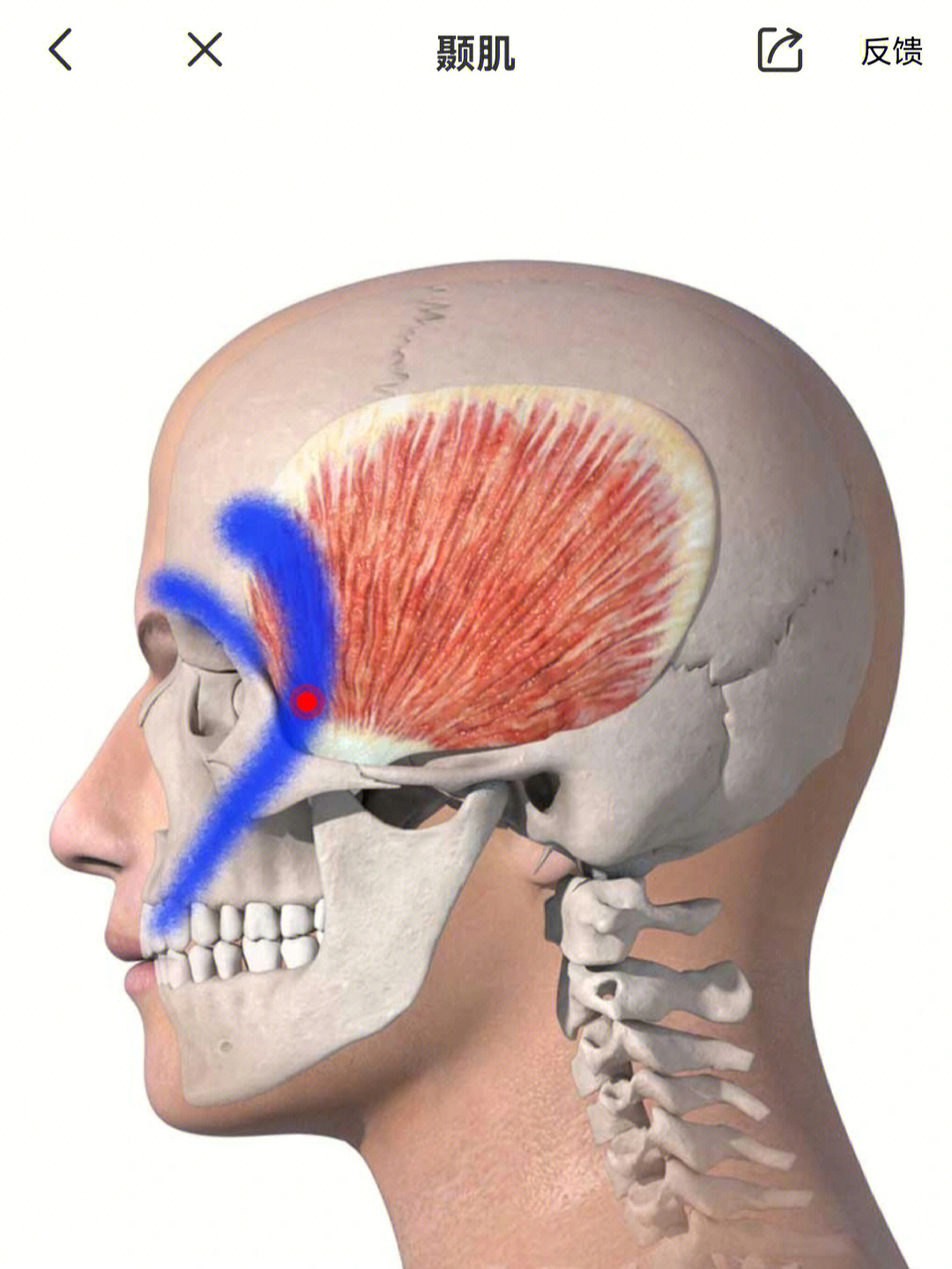 p1定位颧突上方牵涉痛上牙,眼睛后方,眉毛上方,从太阳穴至头顶