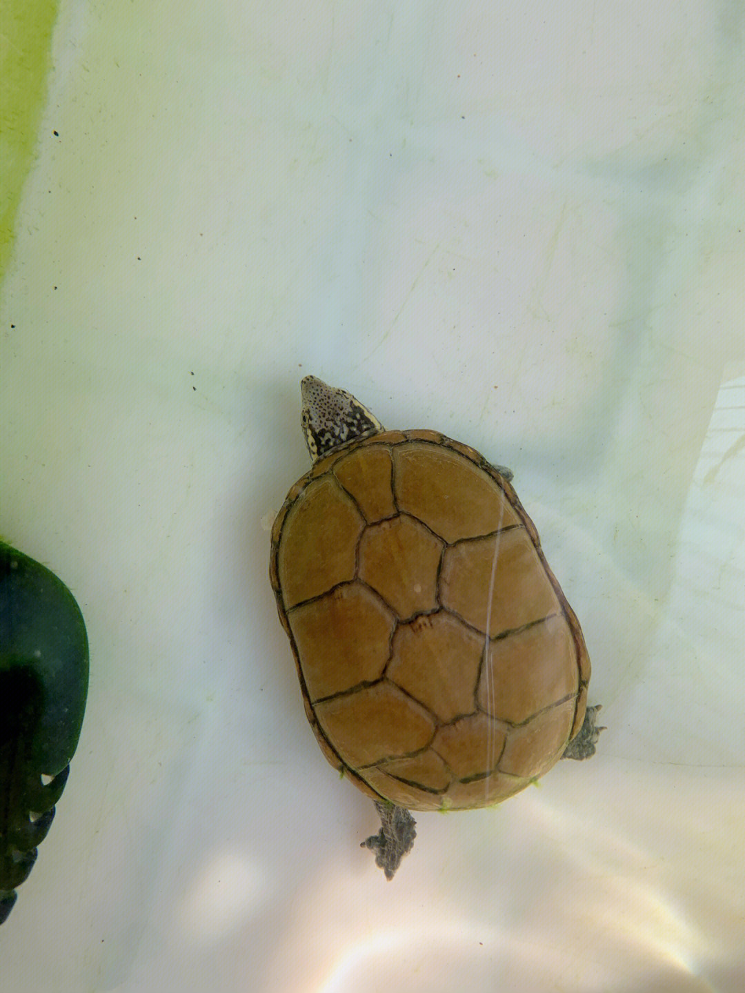头盔蛋龟繁殖图片