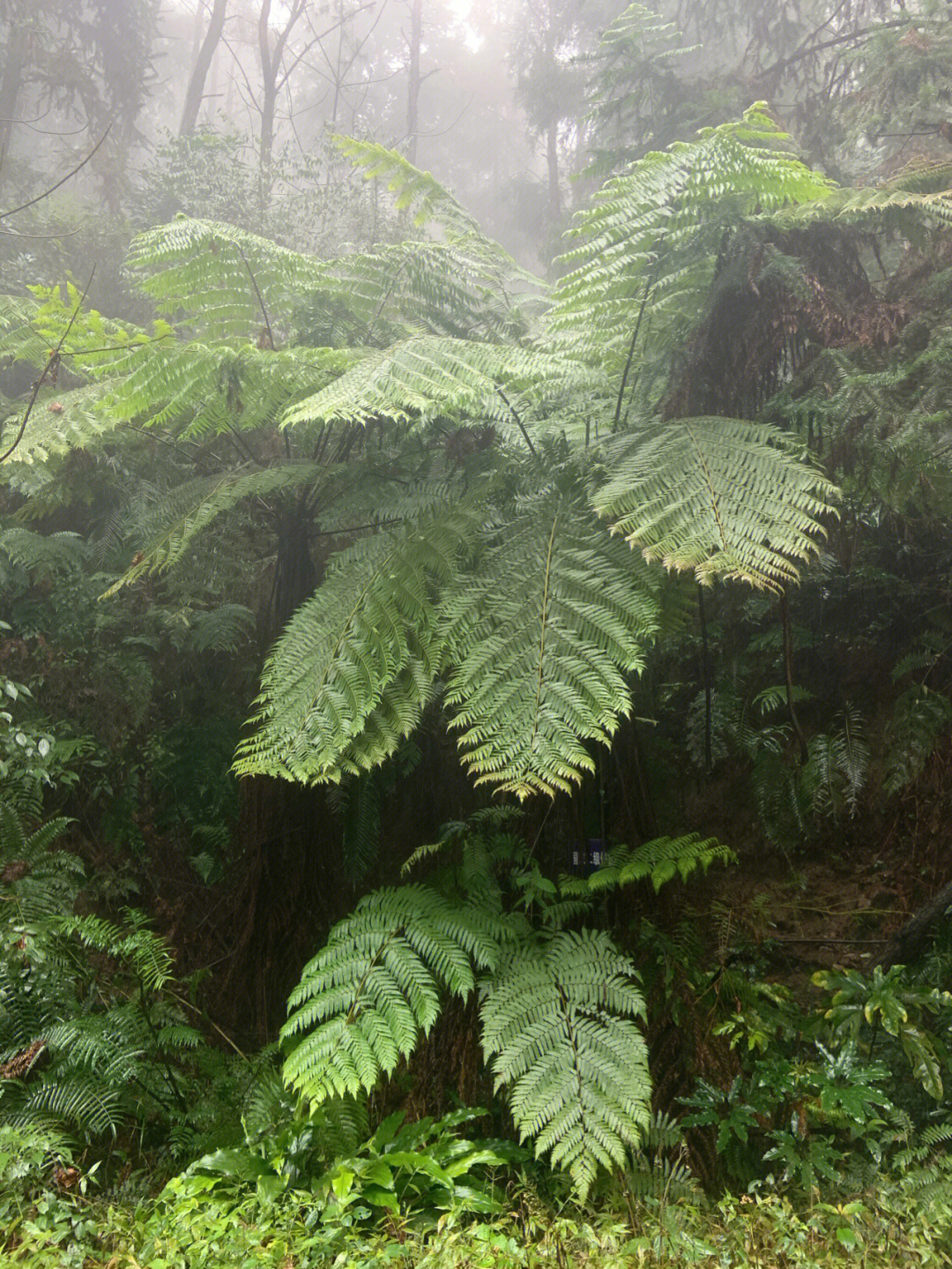 植物活化石远古遗民桫椤