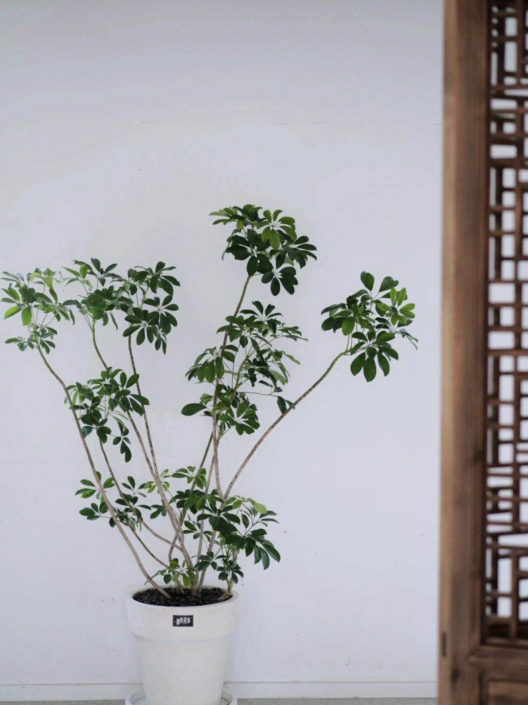 鸭掌木植物记录卡图片