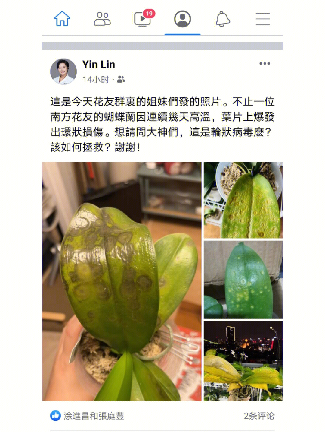 蝴蝶兰病害图片及防治图片