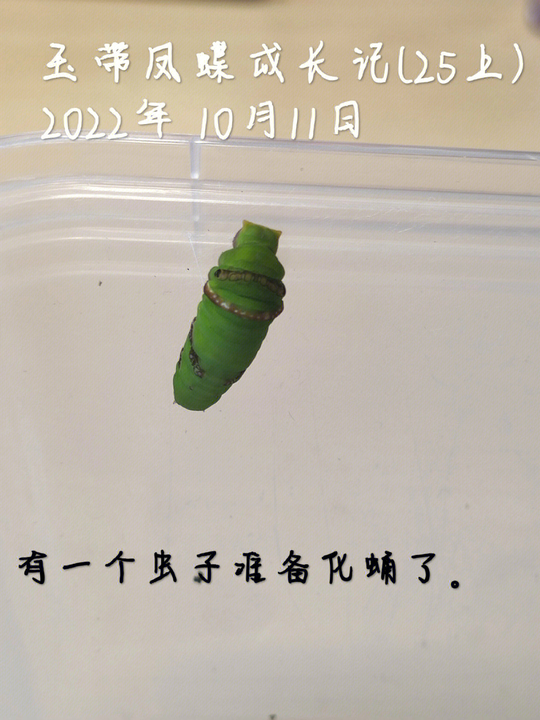 玉带凤蝶化蛹图片