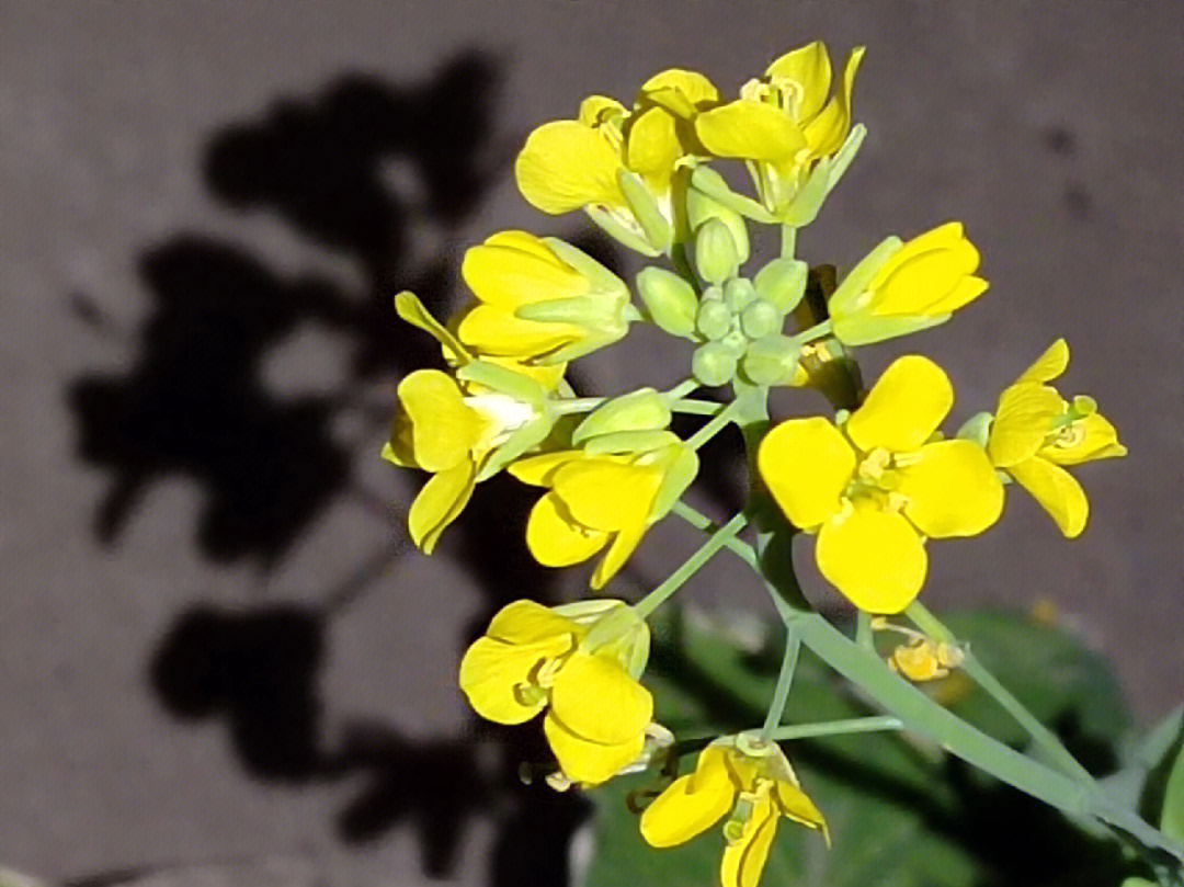 白菜花的生长过程记录图片