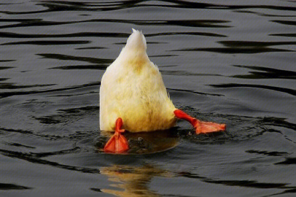 小鸭子游泳扎水