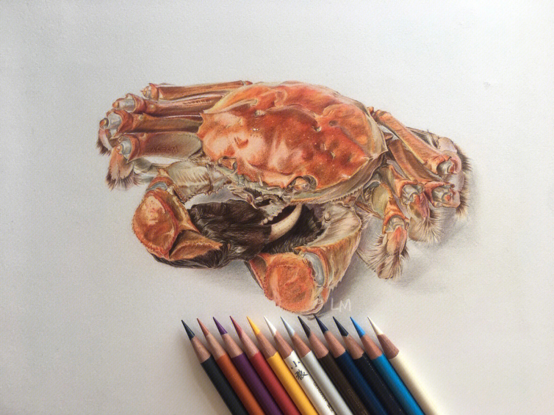 螃蟹画 彩铅图片