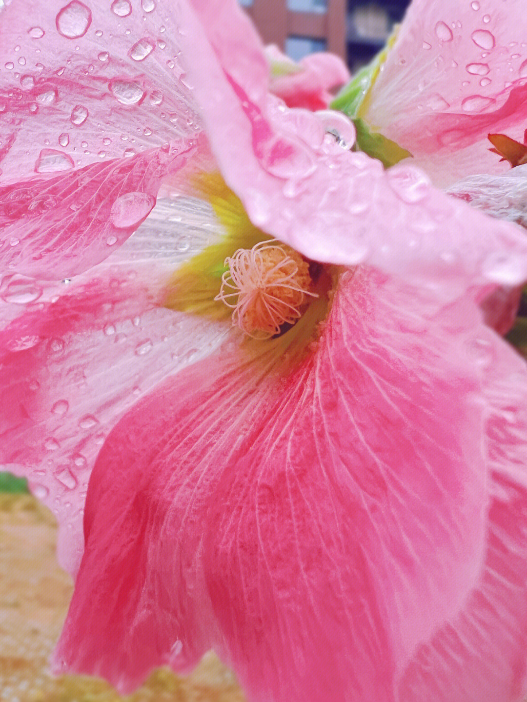 雨后露珠花草图片