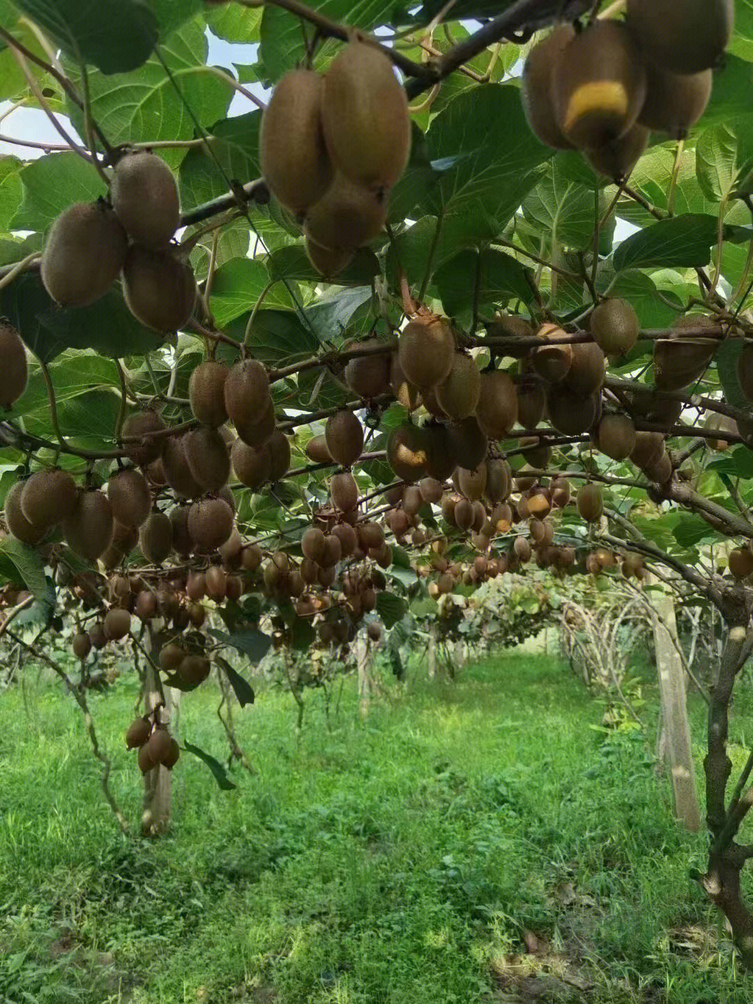 果树盆栽与果树盆景_农庄动物认养_果树认养