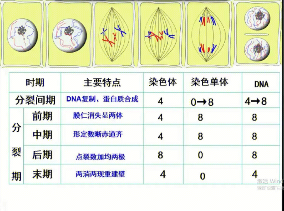 生物有丝的过程图图片