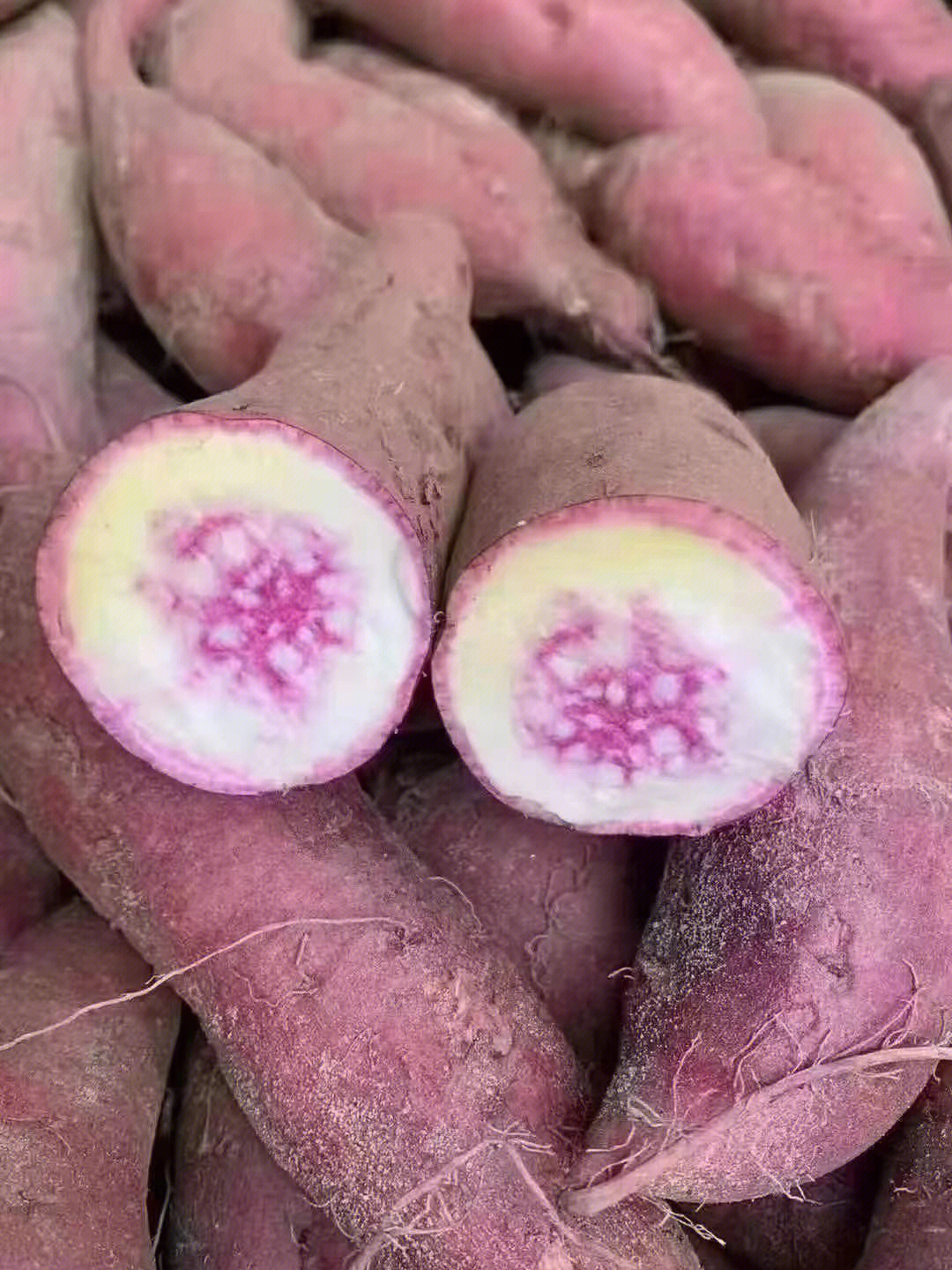 浙薯13红薯品种介绍图片