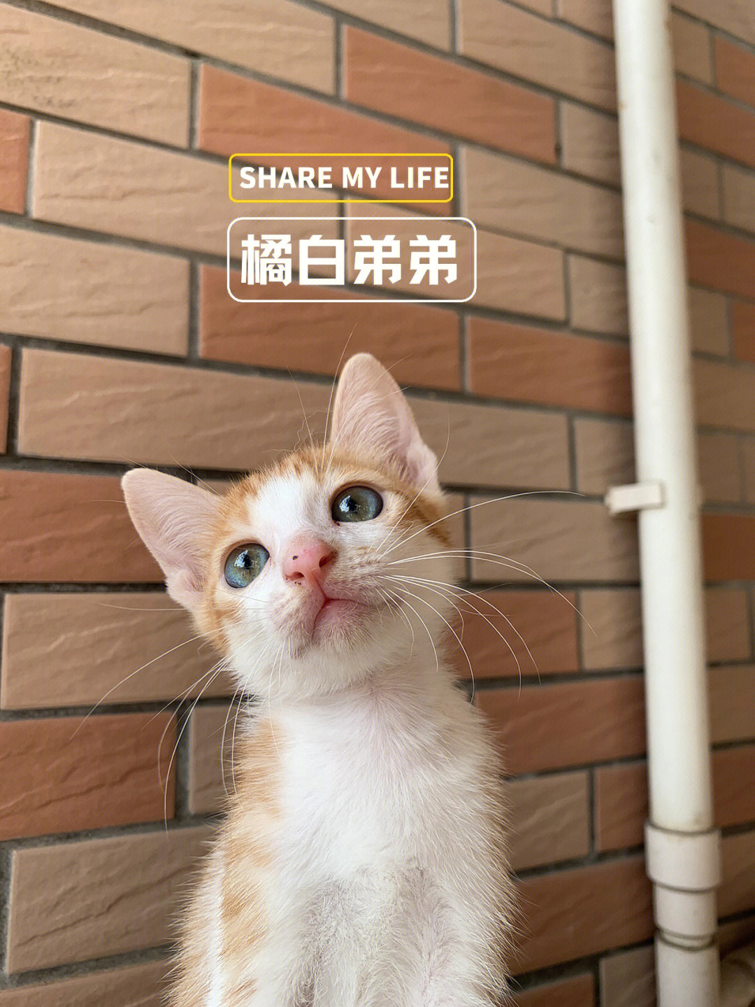 家养橘猫橘白猫小猫咪找领养