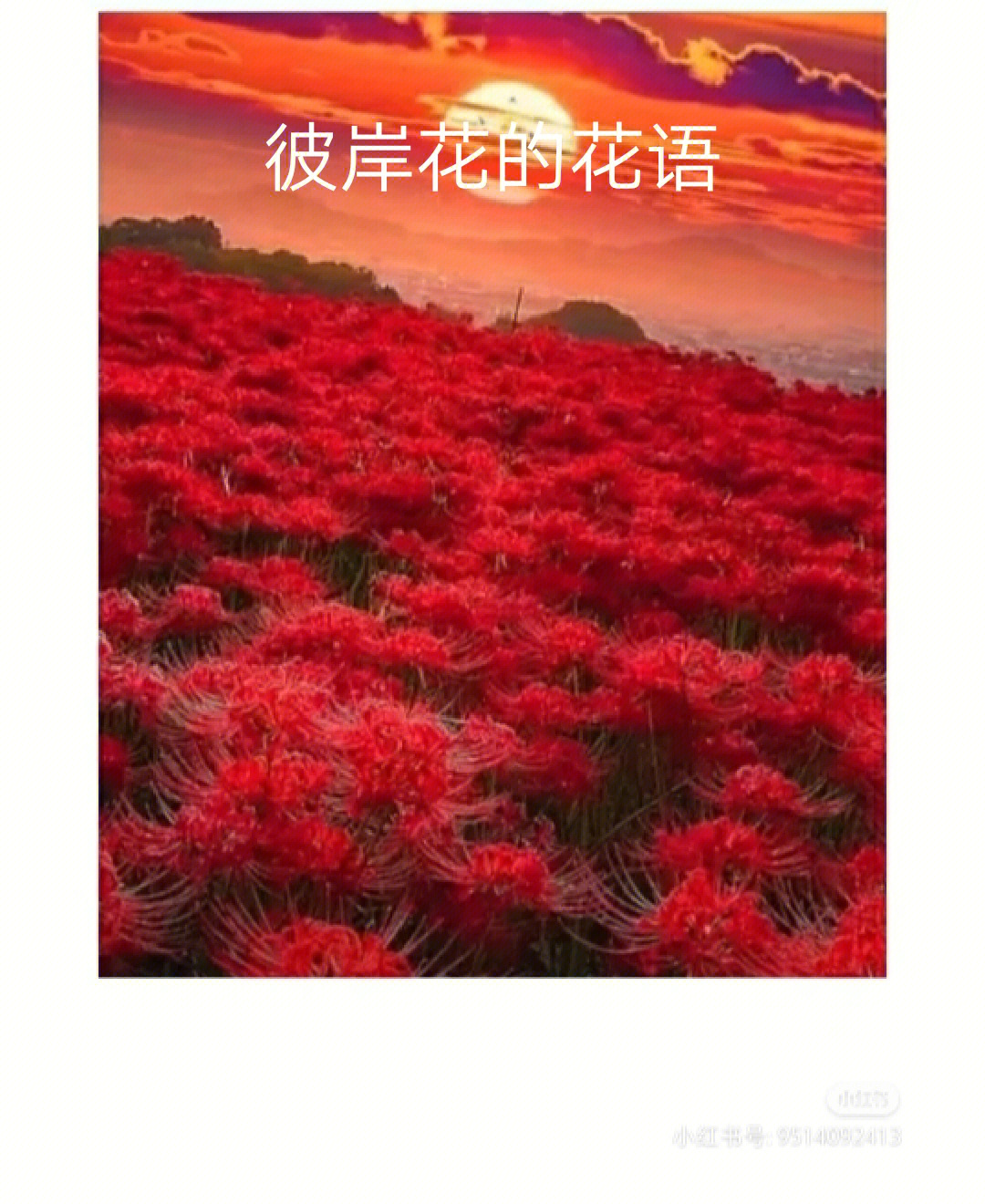 尸花花语图片