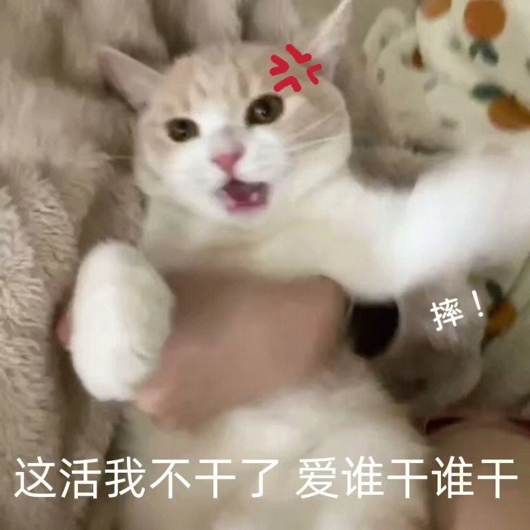 不是吧阿sir表情包猫咪图片