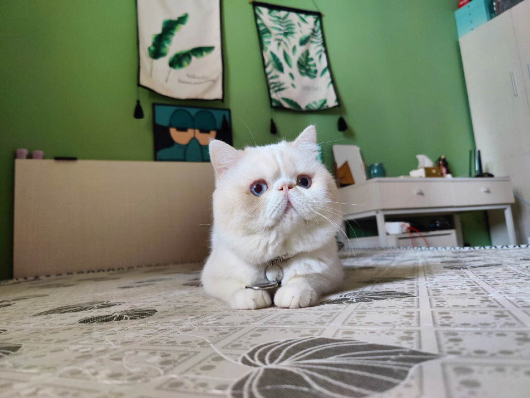 加菲猫的颜色等级图片