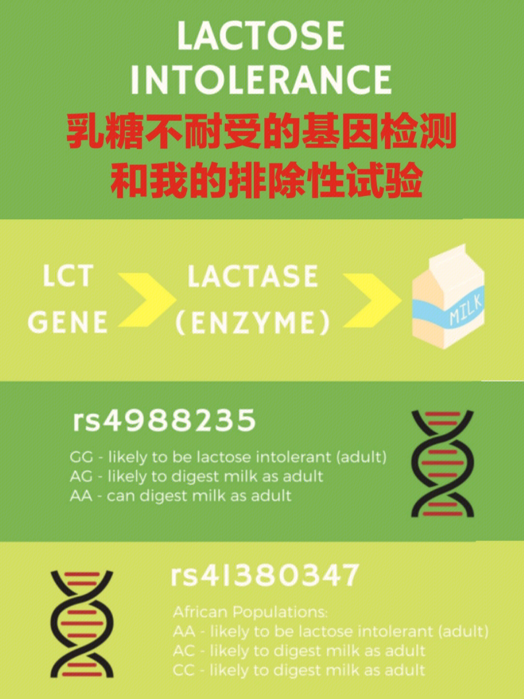 你的基因会告诉你,成年后是否可能产生乳糖酶.