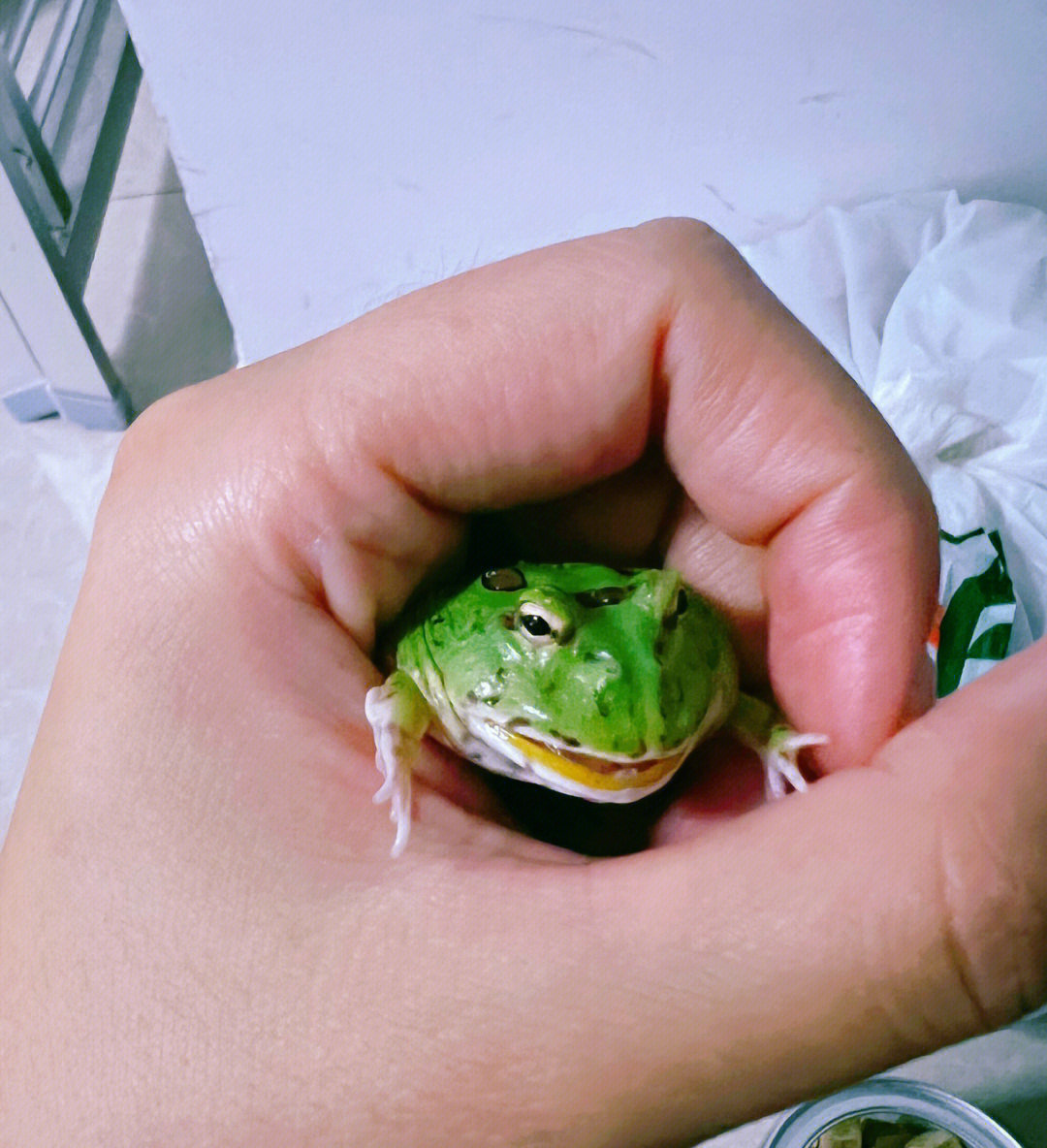 角蛙  