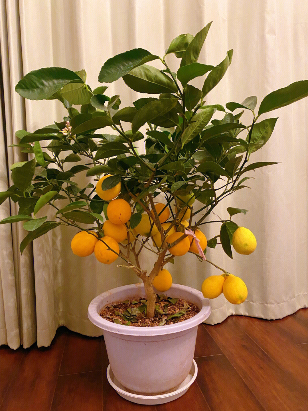 盆栽柠檬多高打顶图片