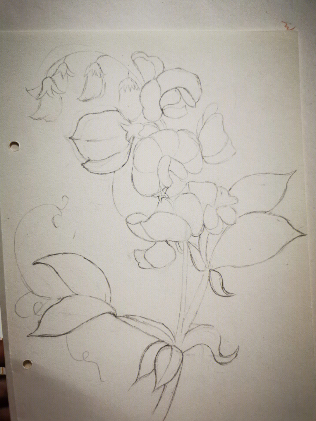 豌豆花的画法图片