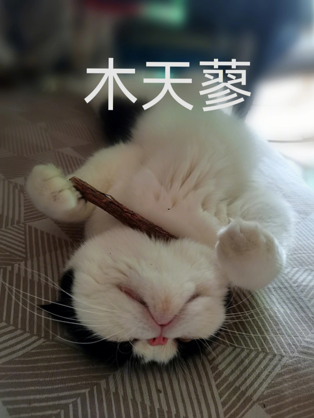 猫吸木天蓼(liǎo)