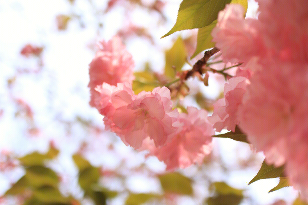 4月的樱花