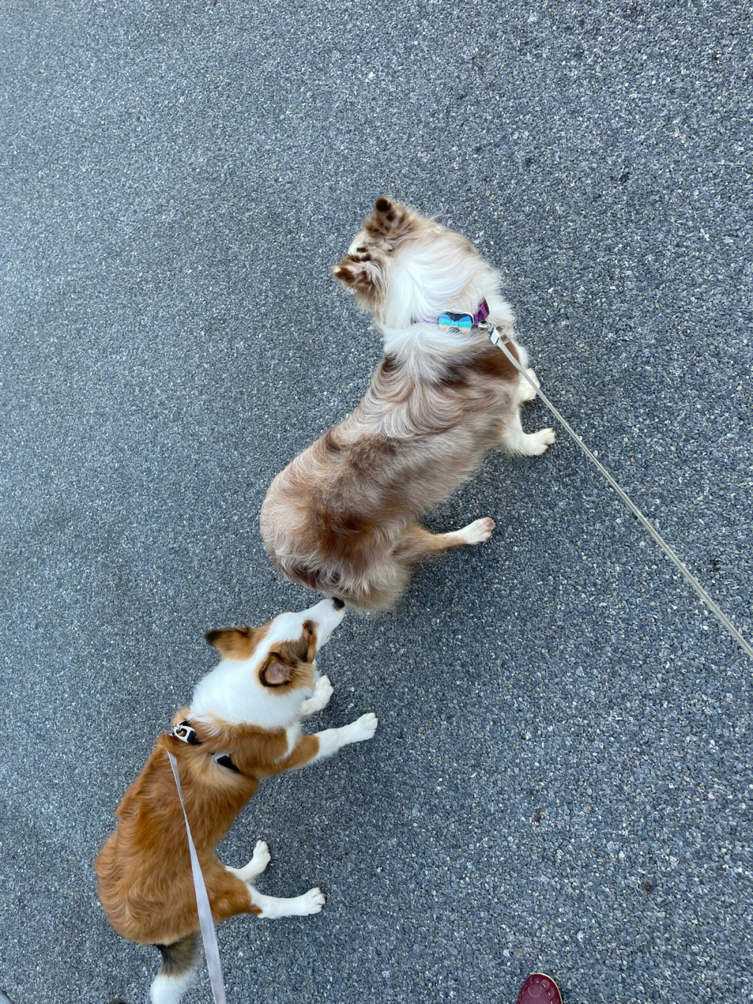 喜乐蒂边牧牧羊犬串串图片