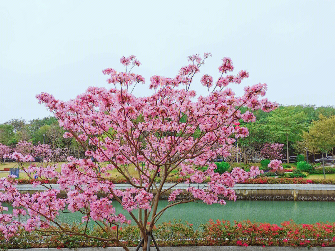 春游深圳季节限定的粉花风铃木开得正好