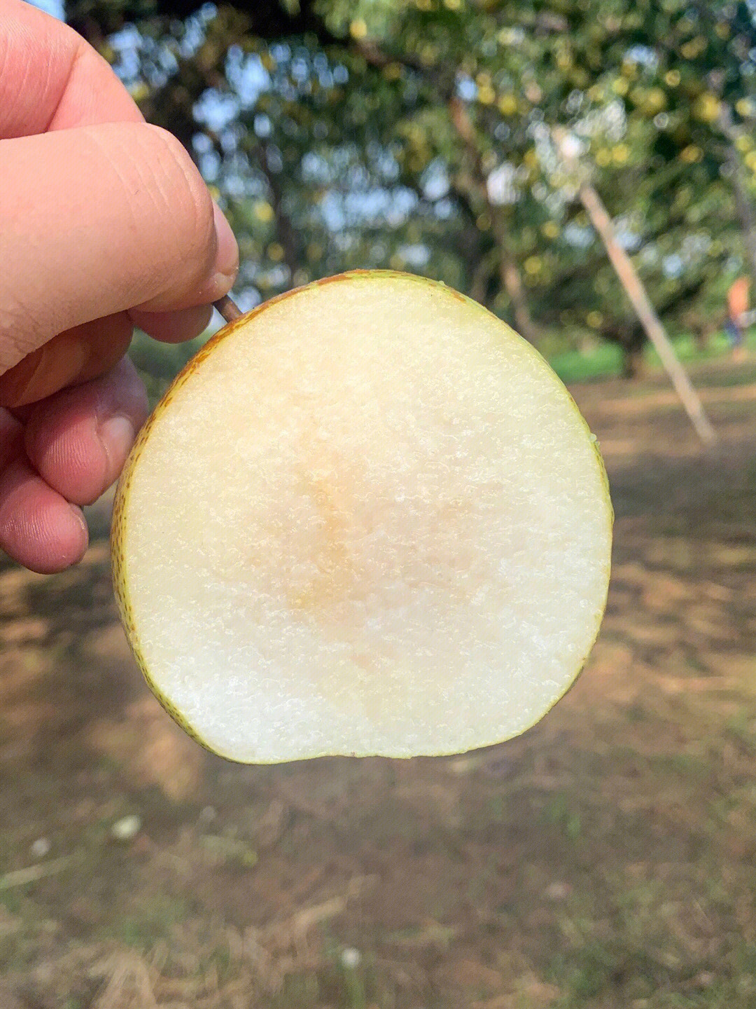 7490五斤秒杀60 酥脆爽口甜度好 一边吃一边滴水的砀山酥梨