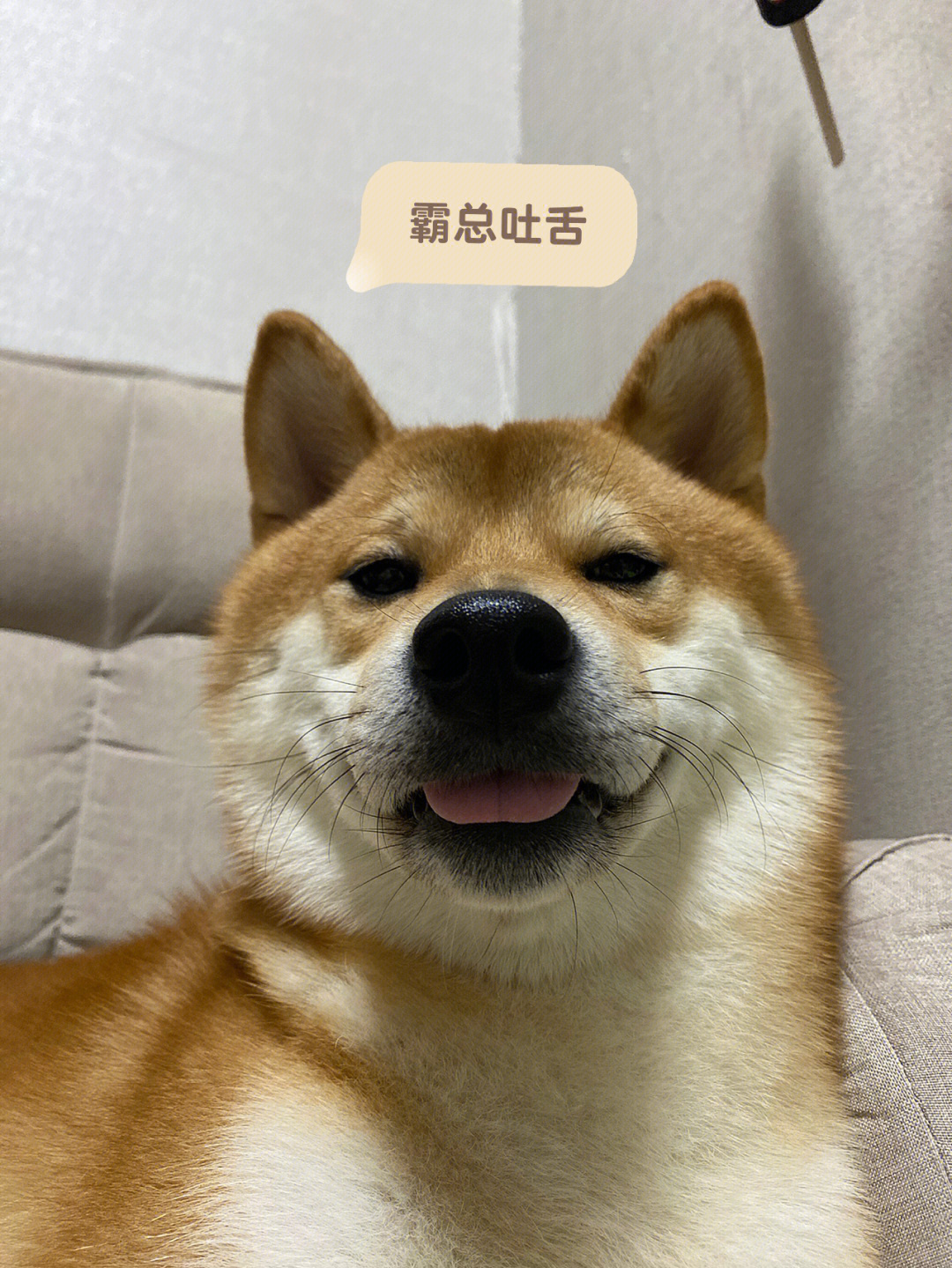 不爱拍照的柴老板也被抓拍到了卖萌时刻#我的养宠日常#萌宠#柴犬