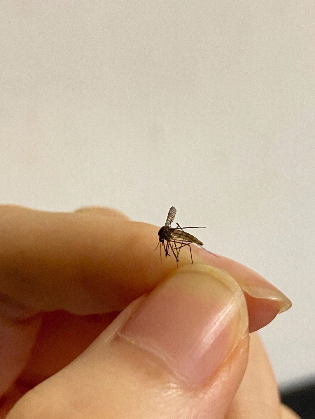 打死蚊子 真实图片