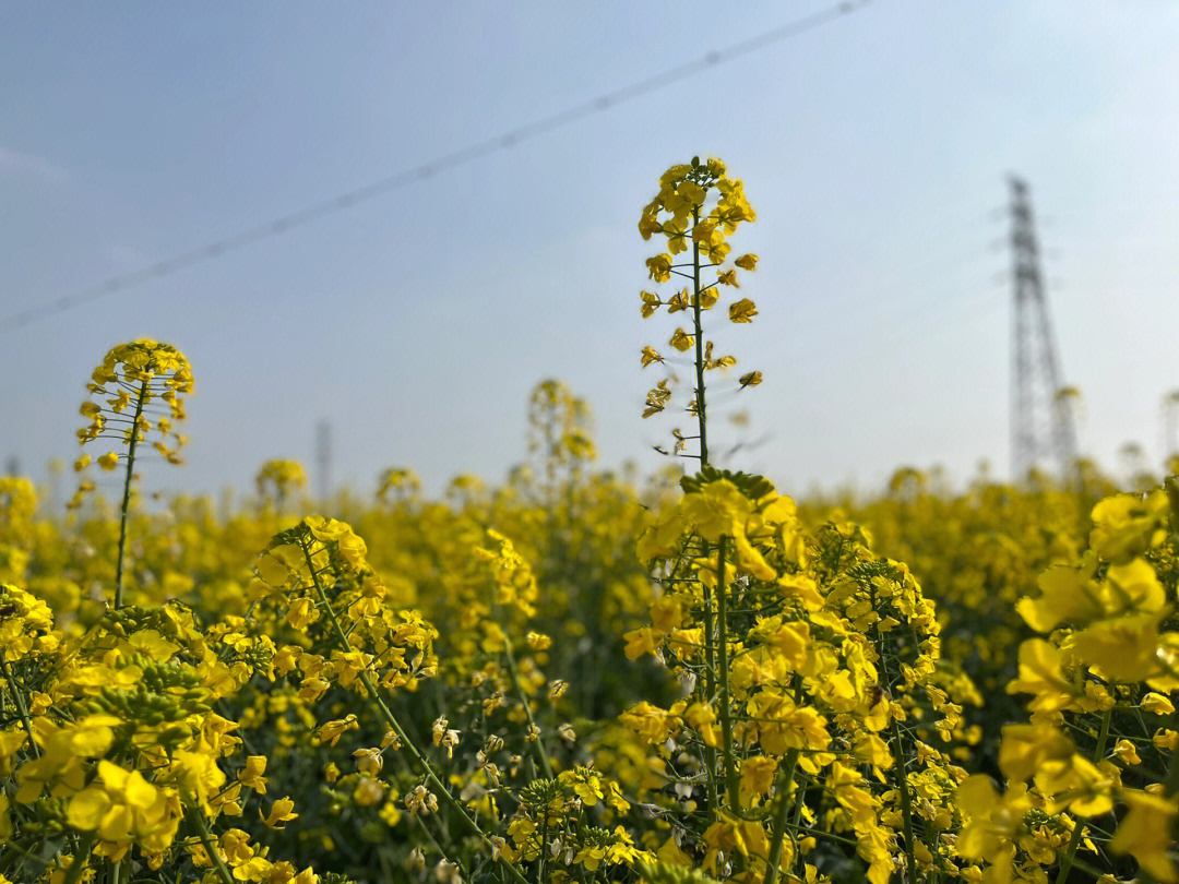 五星村油菜花图片