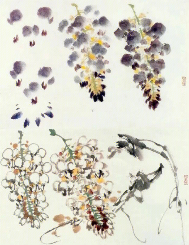 紫藤及银藤的画法附带可供临摹作品