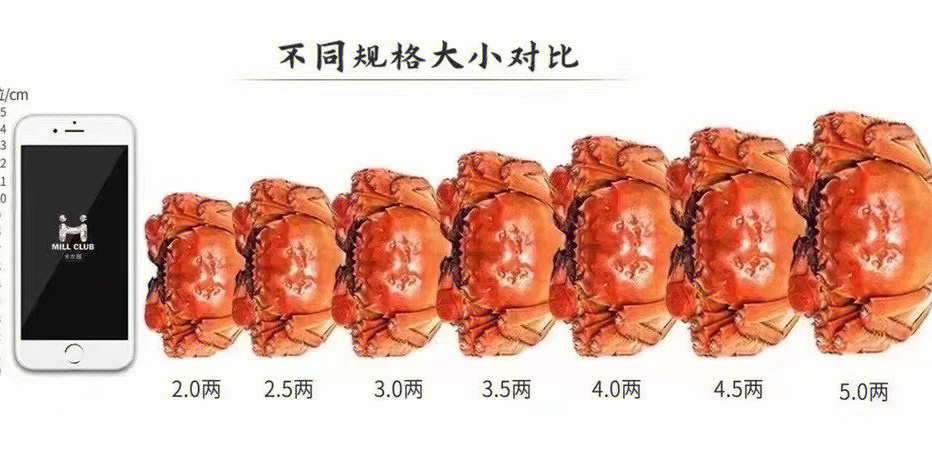 大闸蟹不同规格对比