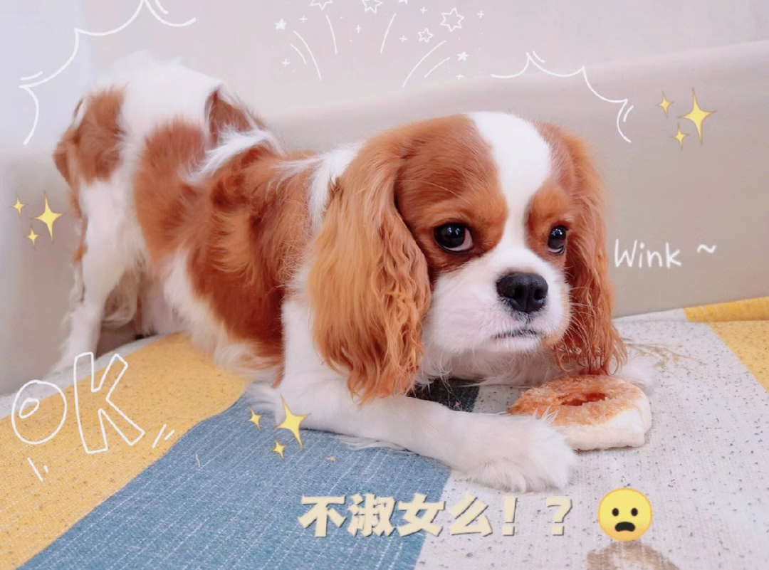 家庭繁育骑士查理王小猎犬家长晒娃