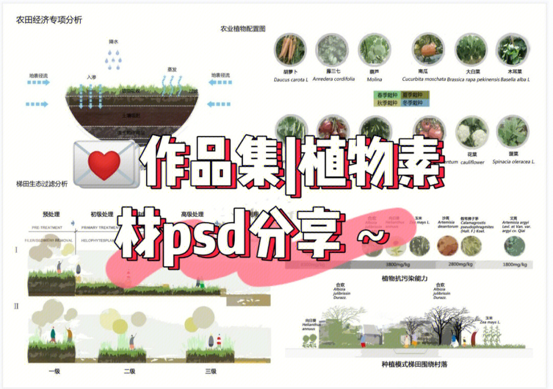 风景园林作品集part5植物分析素材psd