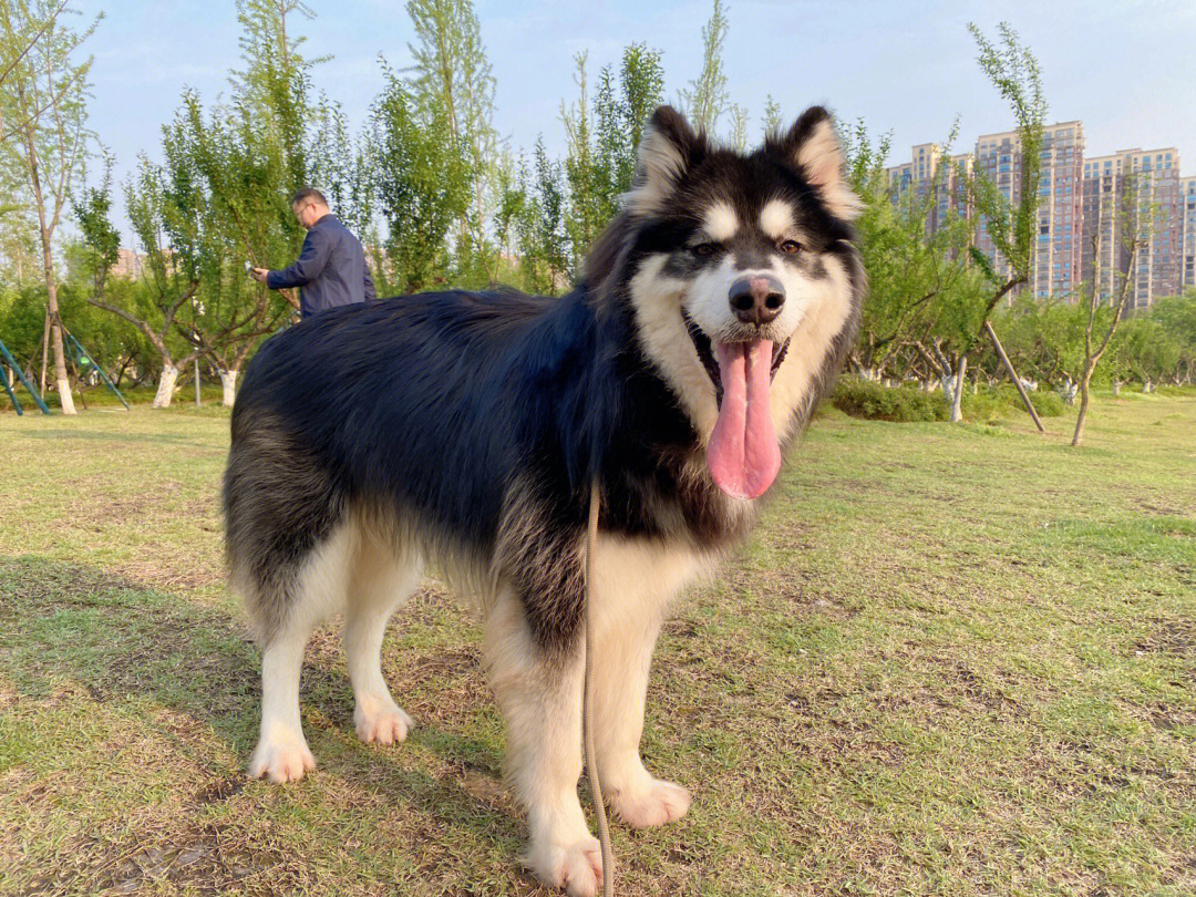 阿拉斯加犬长大后图片