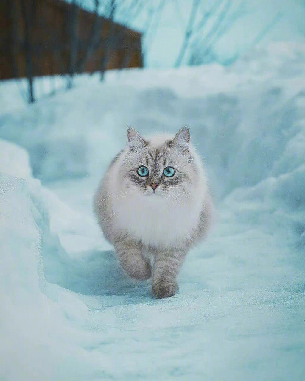 西伯利亚森林猫神秘而又可爱的冰雪精灵