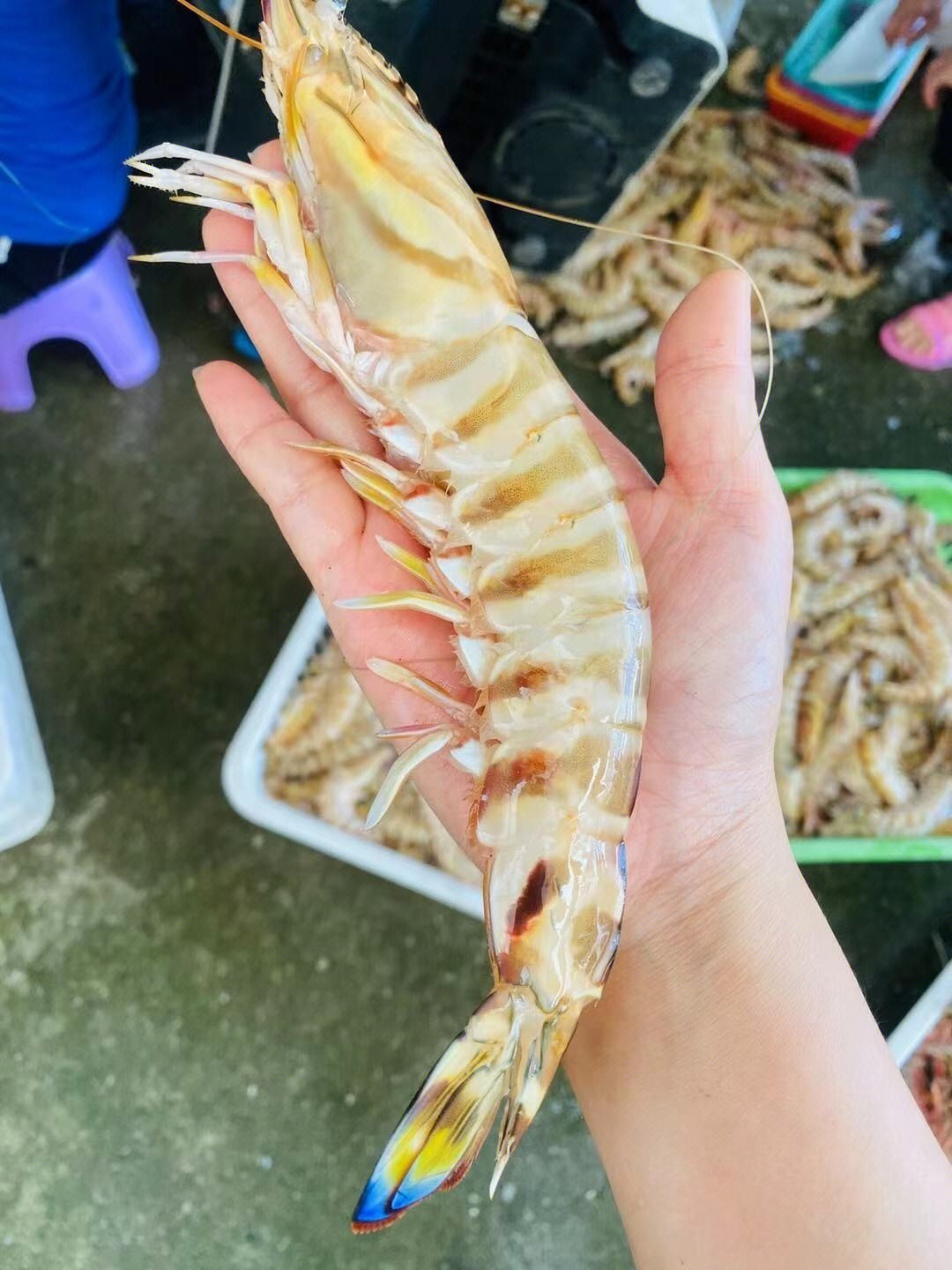 深海大斑节虾回港～个头大,高颜值,营养好,味道棒,东山岛海鲜