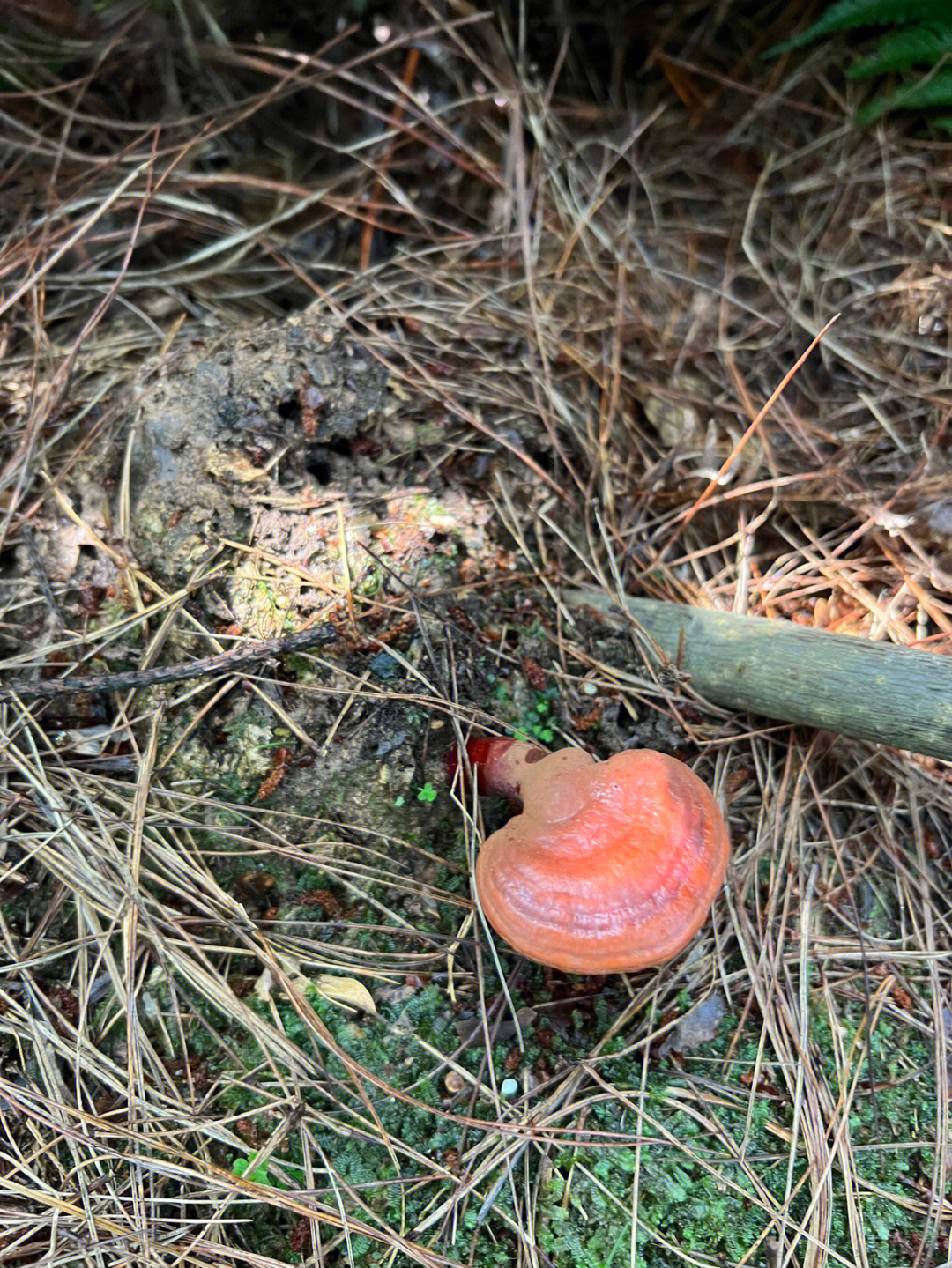 这个是灵芝吗有没有大佬科普一下