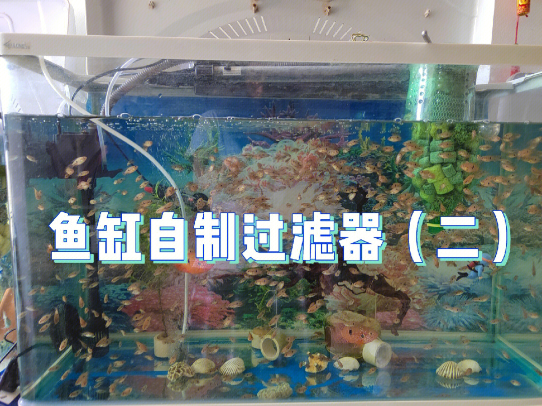 鱼缸简单自制过滤器再也不用烦恼换水